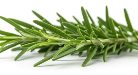 Fototapeta premium Fresh Green Rosemary Herb on White Background Natural Culinary Ingredient