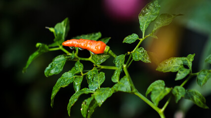 Closeup shot of a wet, bright orange chili pepper on a plant, isolated against a dark, dramatic background.