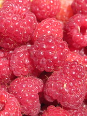 Zbliżenie na owoce maliny © Kumulugma