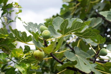 figs growing on the branches of a fig tree in the garden