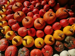 Pumpkins, group of orange pumpkins, symbol of the Halloween holiday