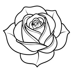 rose isolated on a white background