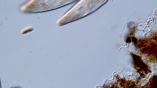 Protozoa Ciliates Observed in 4K for Science Education
