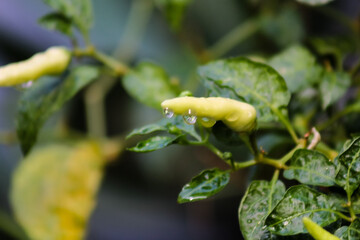 Two fresh green chili peppers on the plant, covered in water droplets against a dark, dramatic background.