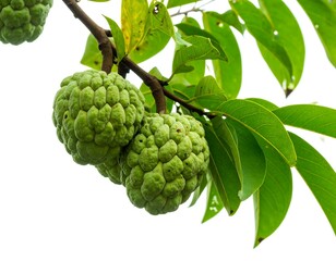 Fototapeta premium Fresh cherimoya fruit on branch