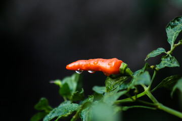 Closeup shot of a wet, bright orange chili pepper on a plant, isolated against a dark, dramatic background.