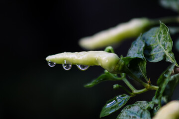 Two fresh green chili peppers on the plant, covered in water droplets against a dark, dramatic background.