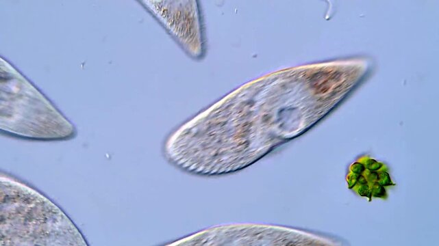 Microscopic Life Forms: Ciliate Protozoa 4K Educational Video