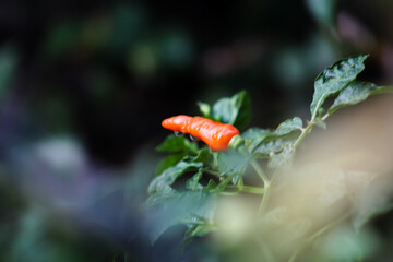 Bright orange cayenne chili pepper with water droplets on the vine, against a dark, moody background.