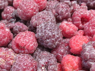 Zbliżenie na owoce maliny © Kumulugma