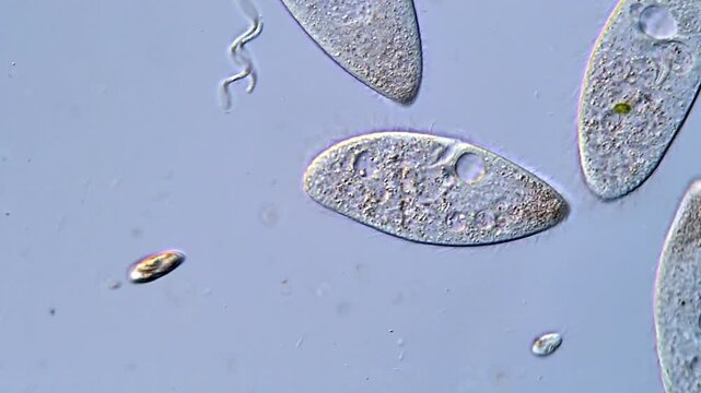 Protozoa under microscope, education high-quality video 
