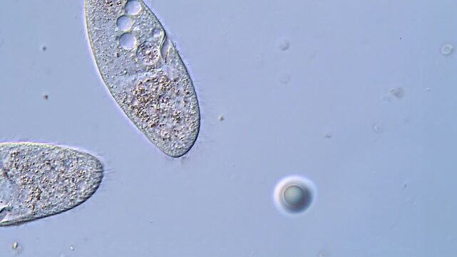 Protozoa Movement Under Microscope 4K High Definition