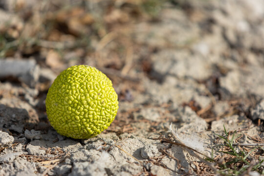 Close-up of fruit of Osage orange is lying on the ground. Maclura pomifera has many names, including mock orange, horse apple, hedge ball or monkey brains. Selective focus, blurred background.