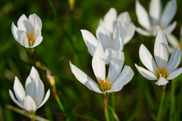White rain lily.