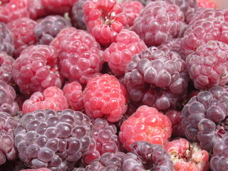 Zbliżenie na owoce maliny © Kumulugma