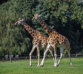 views of captive animals in a wildlife park 