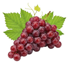Fototapeta premium Fresh bunch of ripe red grapes with green leaves isolated on black isolated on transparent background