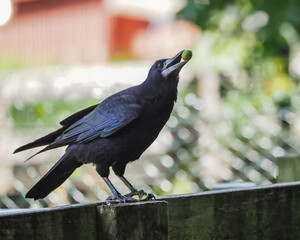 views of captive animals in a wildlife park 