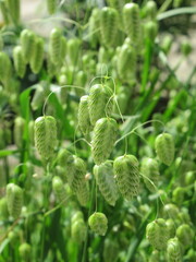 Zbliżenie na kwiaty trawy ozdobnej © Kumulugma