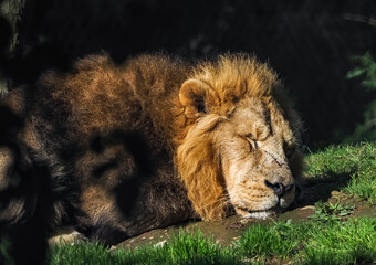 views of captive animals in a wildlife park 