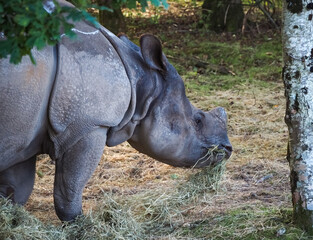 views of captive animals in a wildlife park 