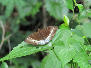 butterfly on leaf