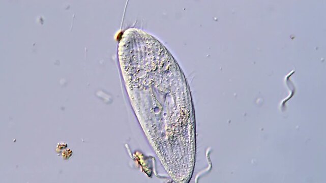 Educational Footage of Ciliate Protozoa in 4K Ultra HD