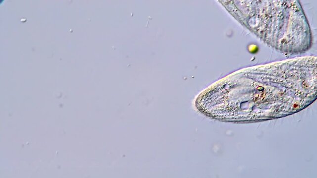 Ciliate Protozoa Observed Through Microscope 4K UHD