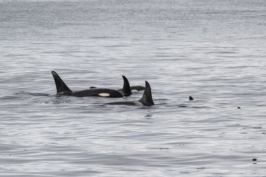 Orcas (Orcinus orca), Kenai Fjords National Park, Alaska, USA