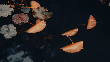 autumn leaves on water