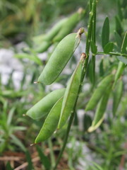 Zbliżenie na strączki dzikiego groszku