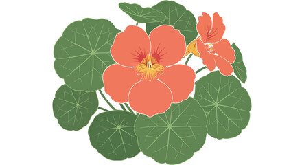 Illustration of orange nasturtium flowers with round green leaves on a white background