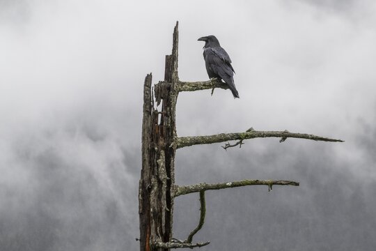 Common Raven (Corvus corax), Alaska, USA