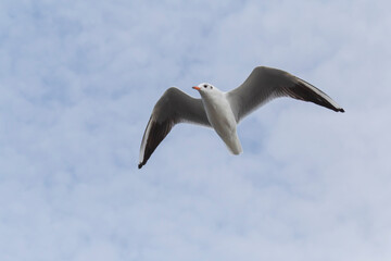 flying common seagull against white cloudy sky