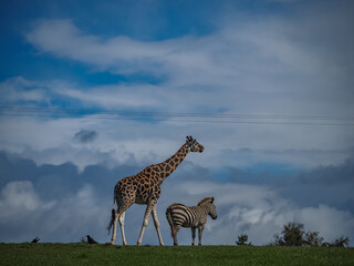 views of captive animals in a wildlife park 