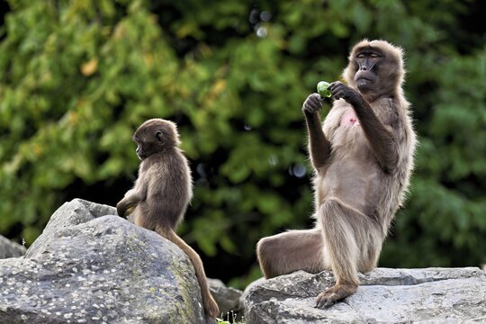 Djelada or blood-breasted baboon (Theropithecus gelada), old animal with young sitting on a rock, captive, Switzerland