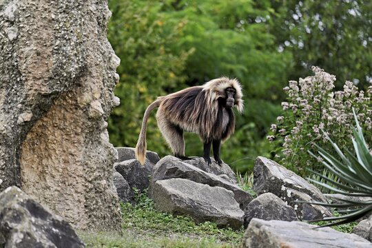 Djelada or blood-breasted baboon (Theropithecus gelada), male, standing on rock, captive, Switzerland