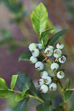 Half ripe fruit of the blueberry (Vaccinium)