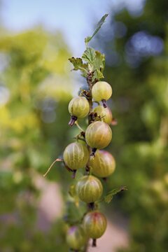 Fruit of the gooseberry (Ribes uva-crispa)