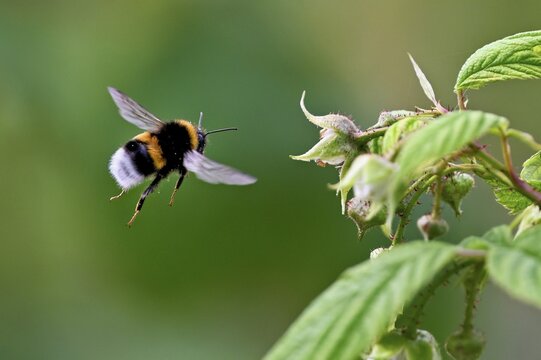 Large earth bumblebee (Bombus terrestris), approaching a flower, Switzerland