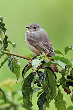 Black redstart (Phoenicurus ochruros), female on dogwood (Cornus sanguinea), sitting, Switzerland