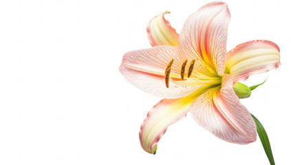 A beautiful pink and white lily flower with delicate stripes. its petals and yellow stamen. set against a clean white background. perfect for nature-themed designs and floral arrangements