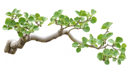 A beautifully shaped branch with green leaves against a white background. the intricate details of nature. ideal for botanical illustrations or gardening themes