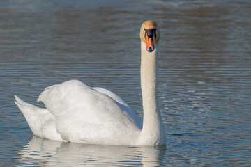 Mute swan swimming in the pond water and looking straight