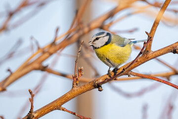 Eurasian blue tit perched on a branch of a tree with open beak