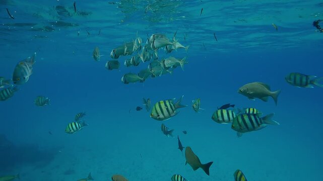 Close-up of school of Striped Mackerel swimming with open mouths, filtering for plankton under turquoise water surface swimming among Five-banded sergeant major fish, slow motion