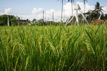 &ldquo;A vast green paddy field stretches under the open sky, where golden sunlight dances on rippling stalks, the breeze carries whispers of harvest, and nature breathes in harmony and peace