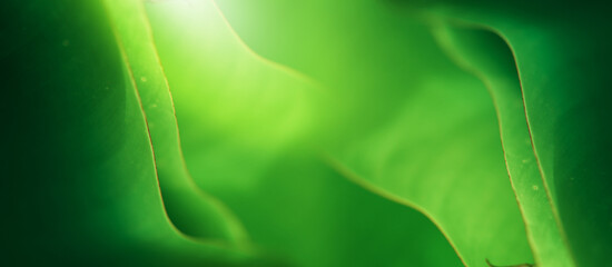 Nature of green leaf in garden at summer. Natural green leaves plants using as spring background cover page greenery environment ecology lime green