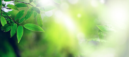 Nature of green leaf in garden at summer. Natural green leaves plants using as spring background cover page greenery environment ecology wallpaper