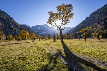 Sycamore maple with autumnal yellow foliage and sun star, large maple base in autumn, rocky mountain peaks with Spritzkarspitze in the background, Rißtal in the Eng, Karwendel, Tyrol, Austria
